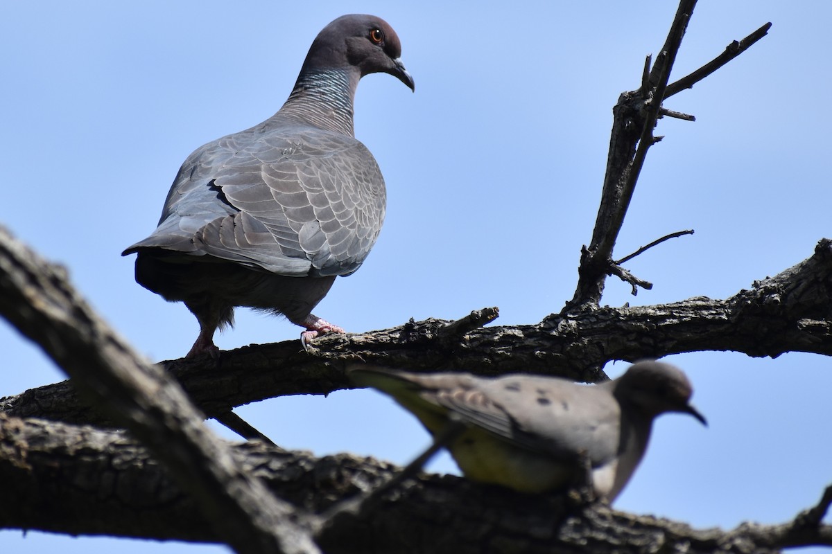 Picazuro Pigeon - ML645139047