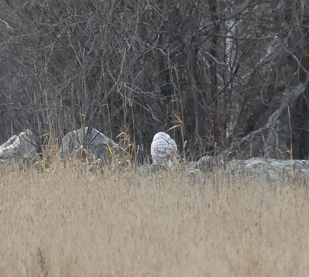 Snowy Owl - ML645139062