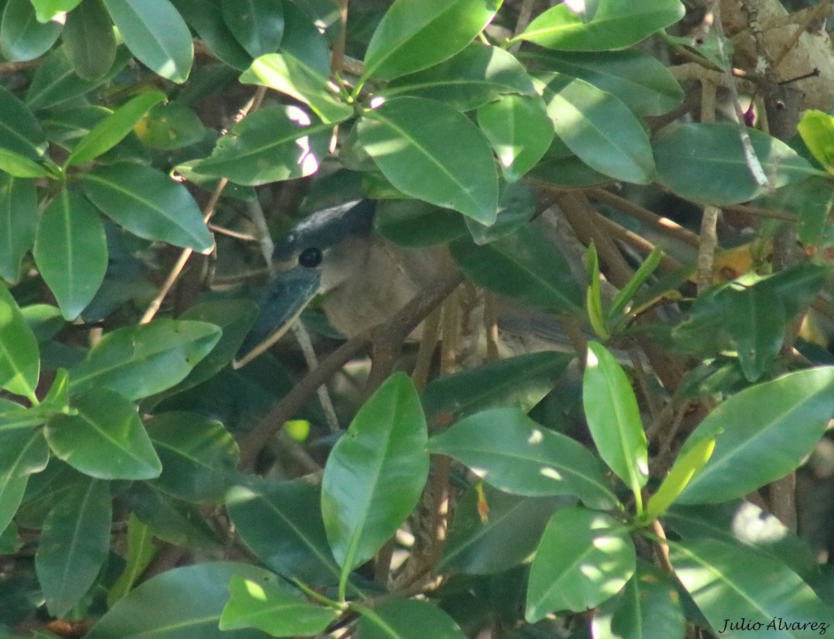 Boat-billed Heron - ML645139070