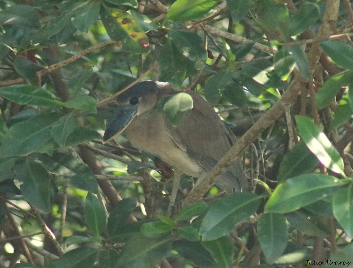 Boat-billed Heron - ML645139071