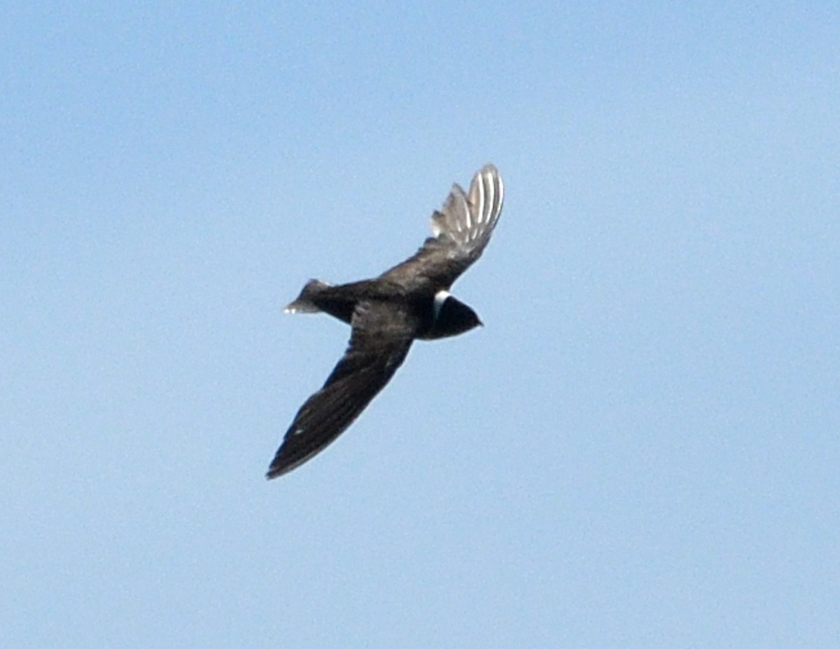White-collared Swift - ML645139084