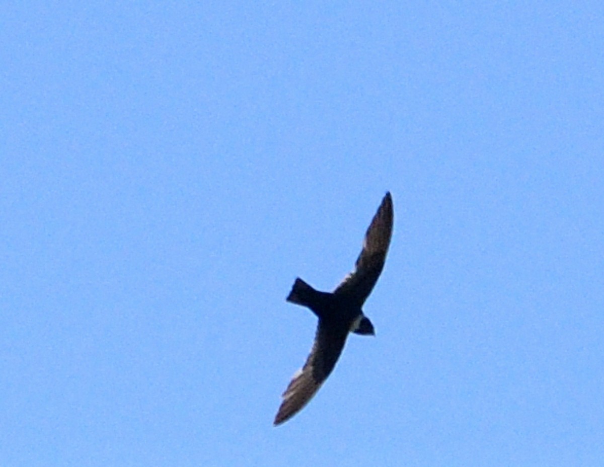 White-collared Swift - ML645139085