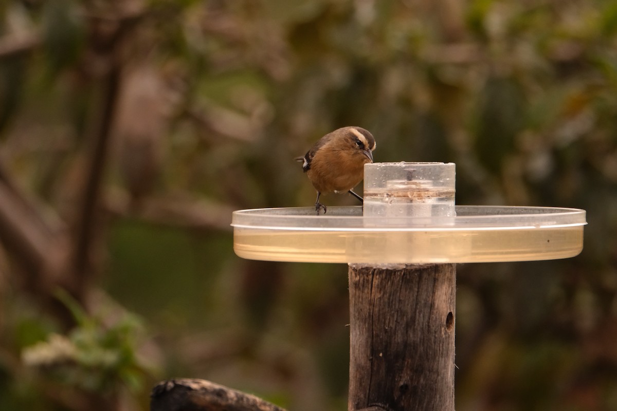 Cinereous Conebill - ML645139097