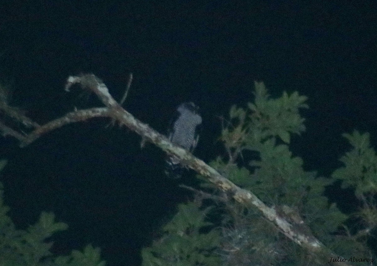 Black-and-white Owl - ML645139109