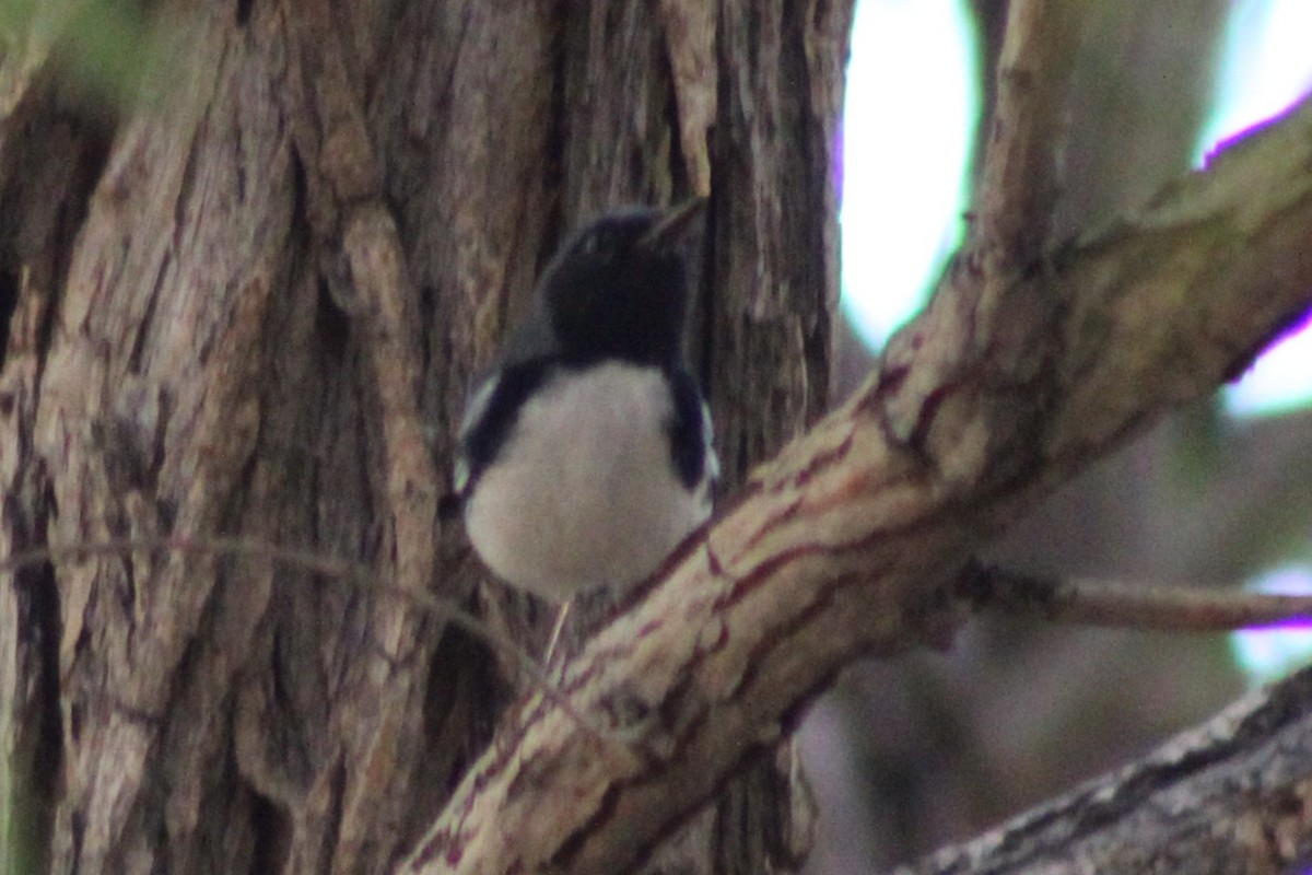 Black-throated Blue Warbler - ML645139132