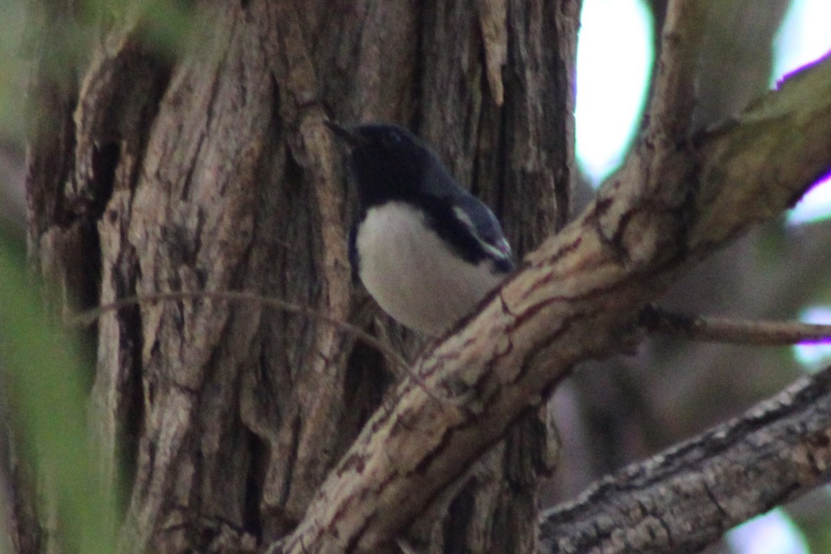 Black-throated Blue Warbler - ML645139133
