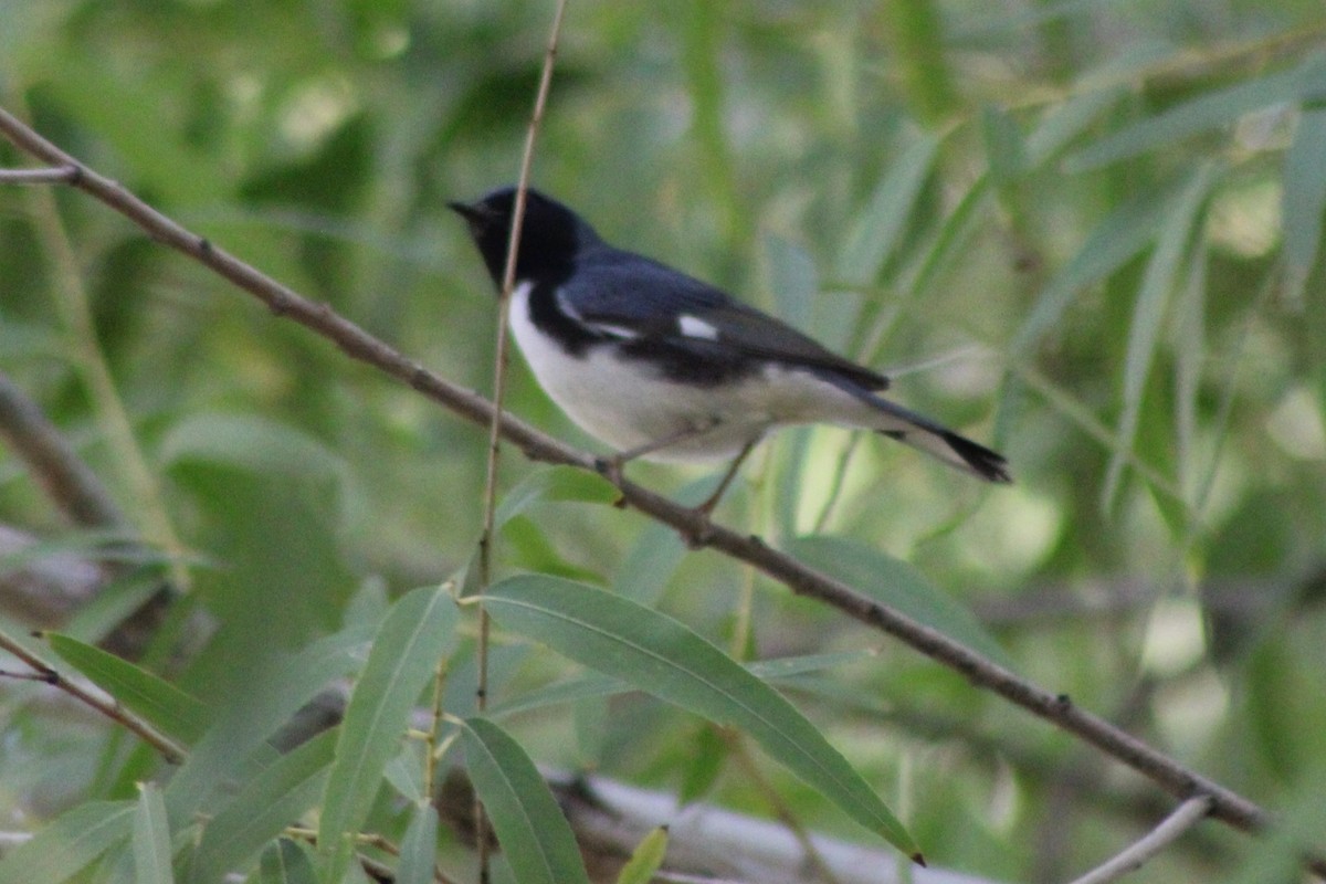 Black-throated Blue Warbler - ML645139134