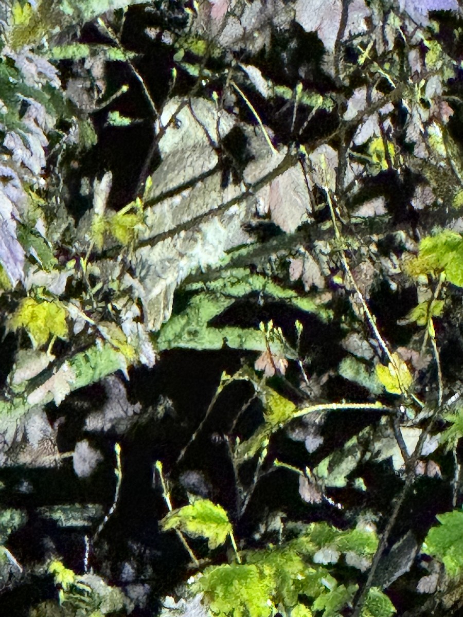 モリフクロウ - ML645139141