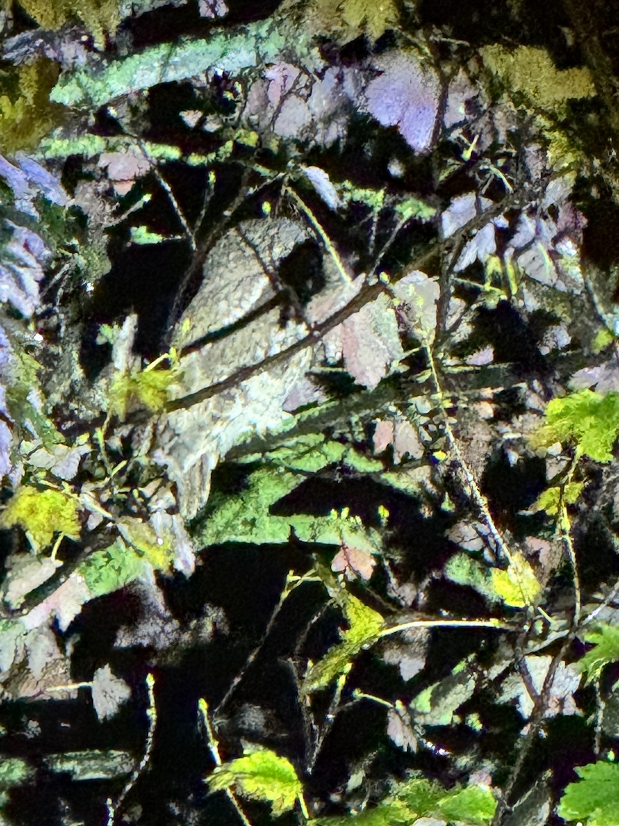 モリフクロウ - ML645139142