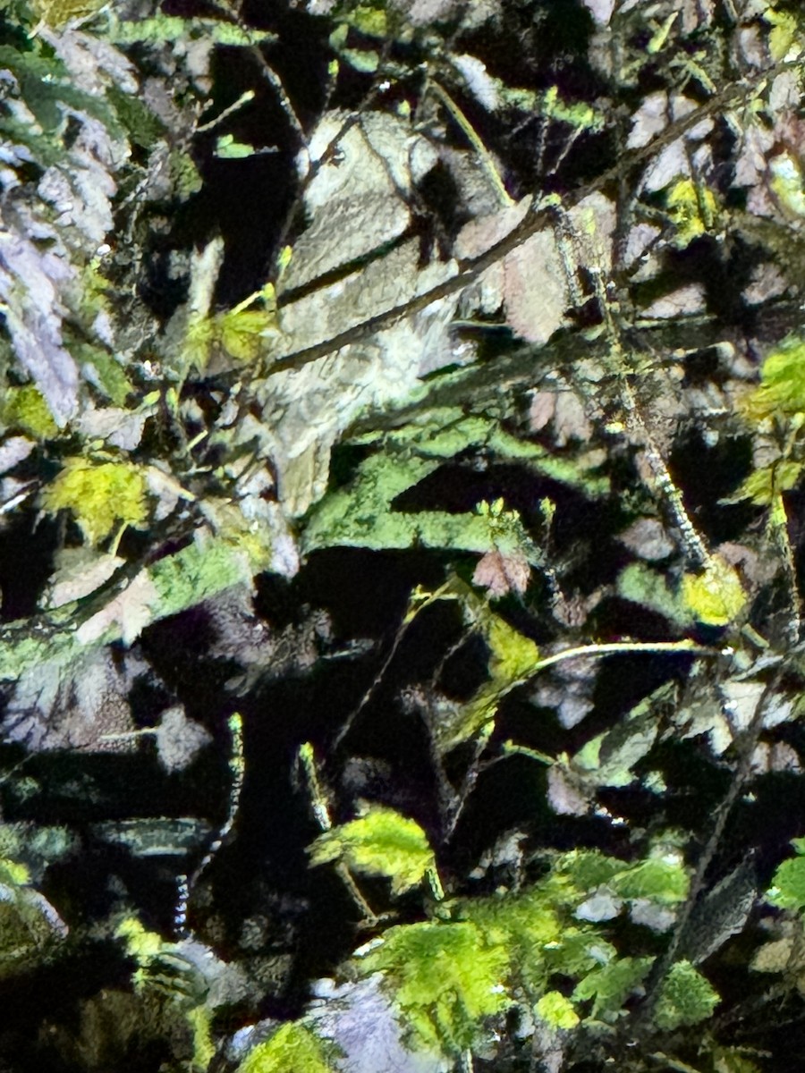 モリフクロウ - ML645139143