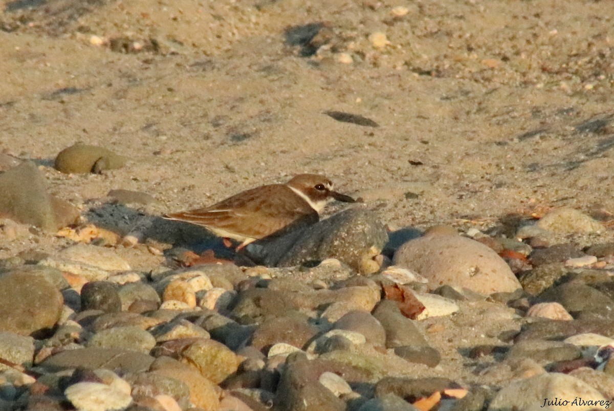 Wilson's Plover - ML645139150