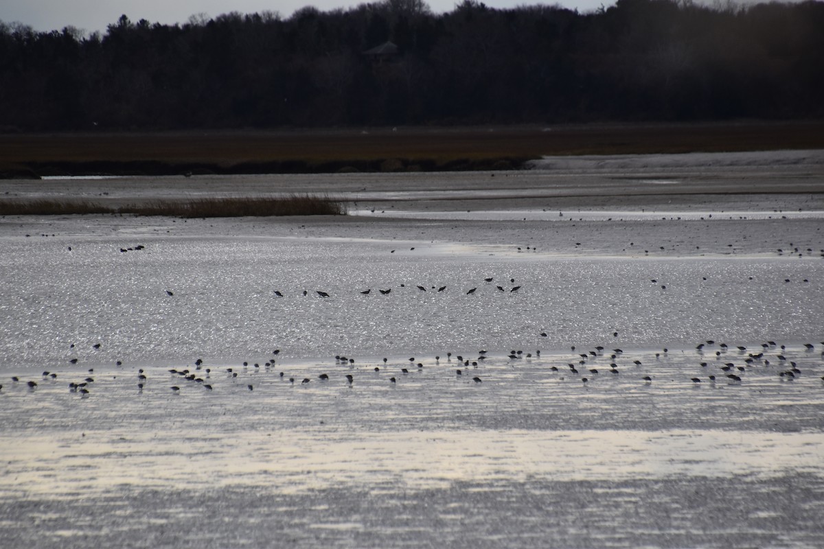 Greater Yellowlegs - ML645139158