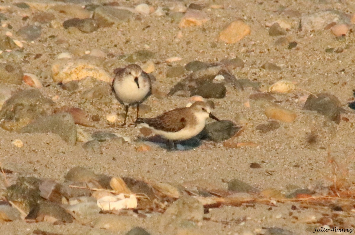 Semipalmated Sandpiper - ML645139162