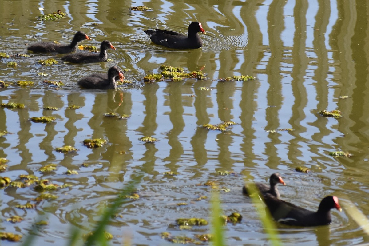 アメリカバン - ML645139172