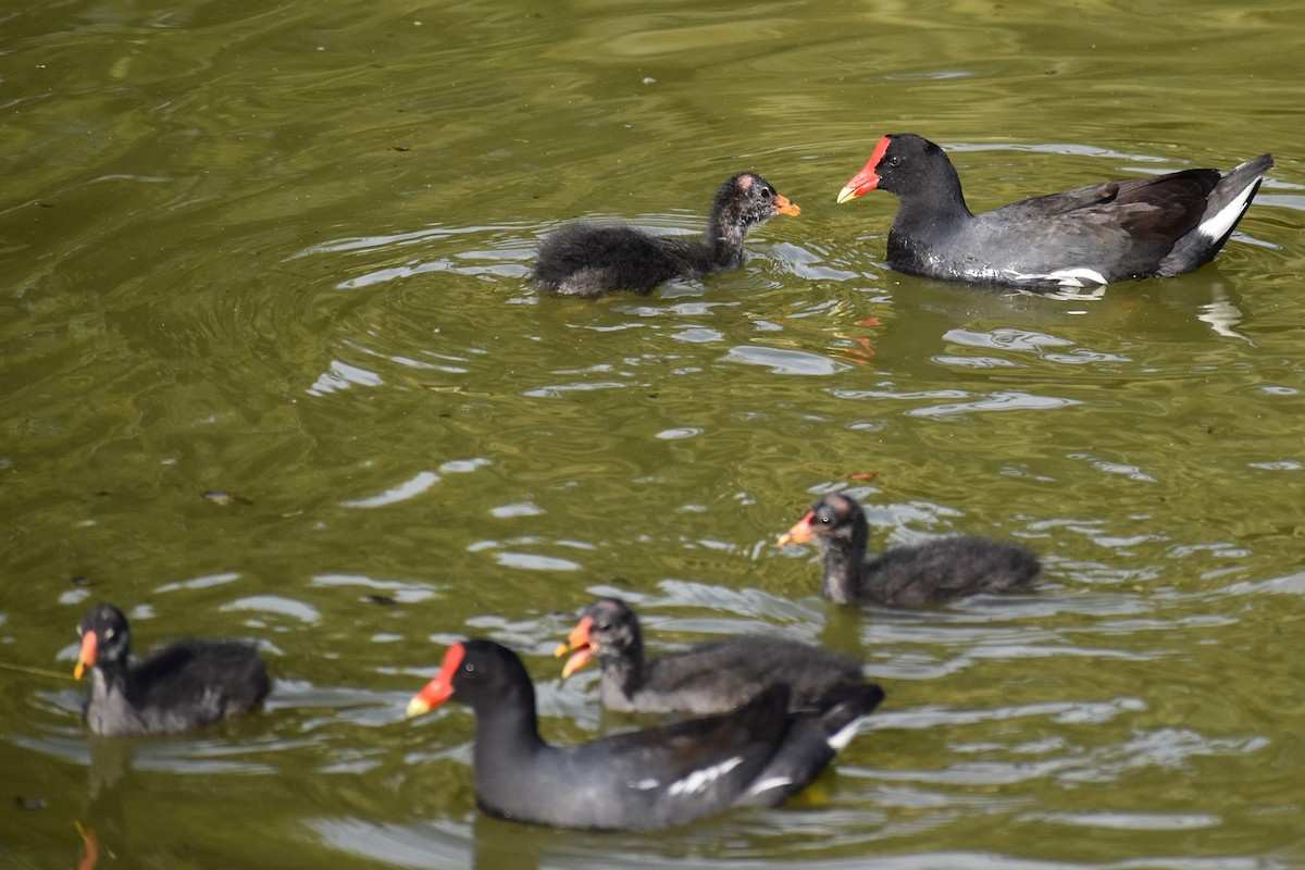 アメリカバン - ML645139179