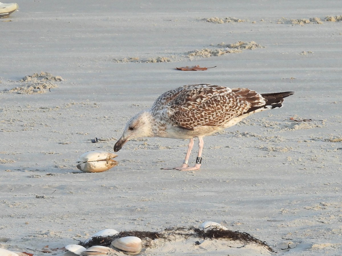 racek mořský - ML645139210