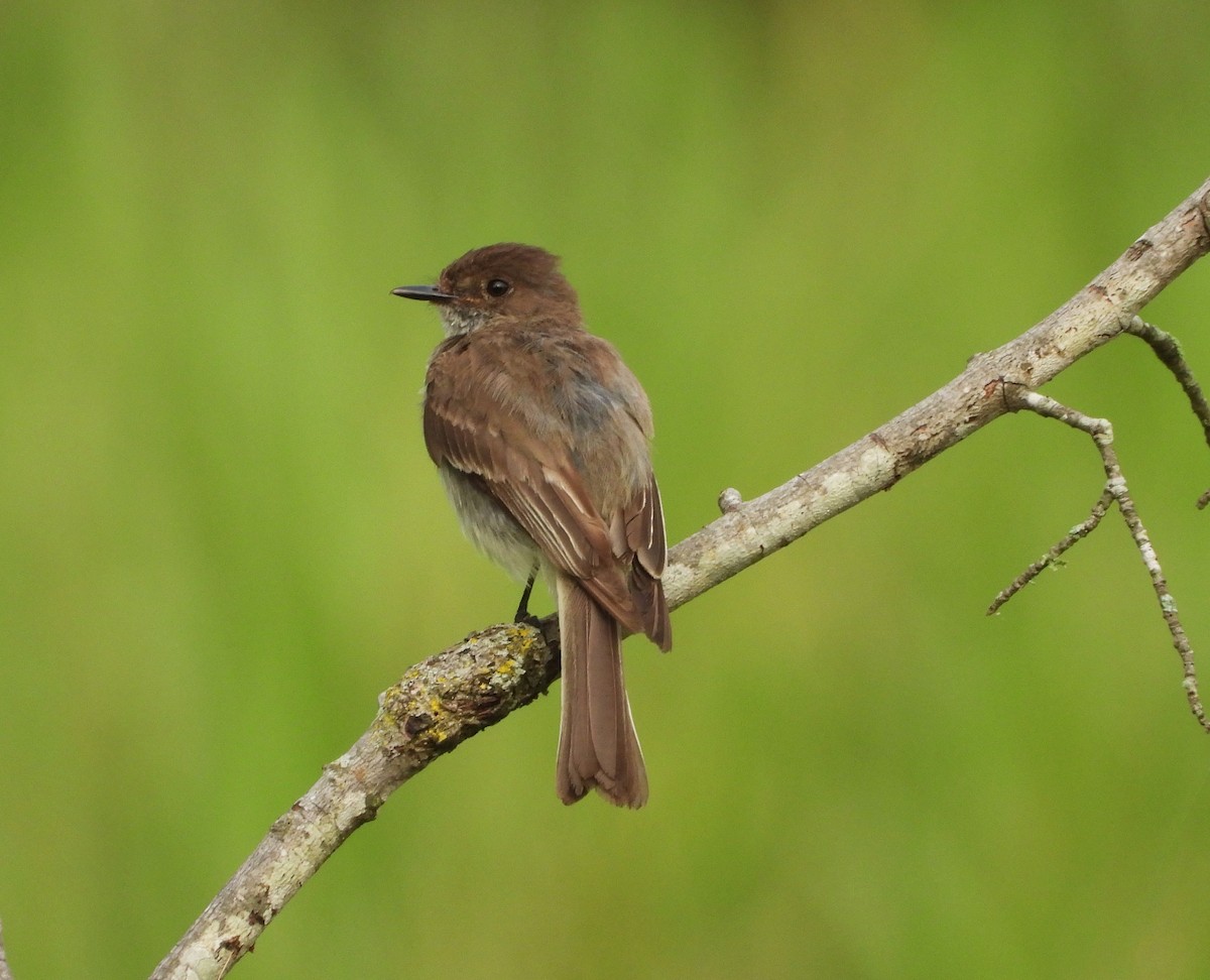 ツキヒメハエトリ - ML645139215