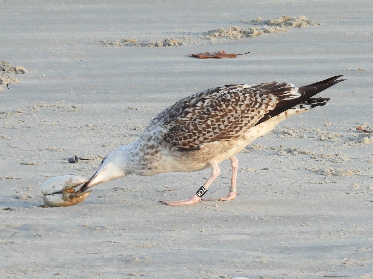 racek mořský - ML645139218