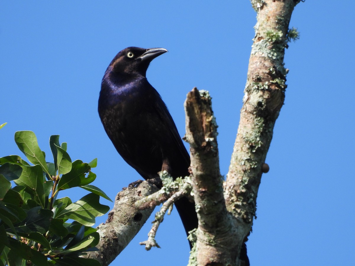 オオクロムクドリモドキ - ML645139228