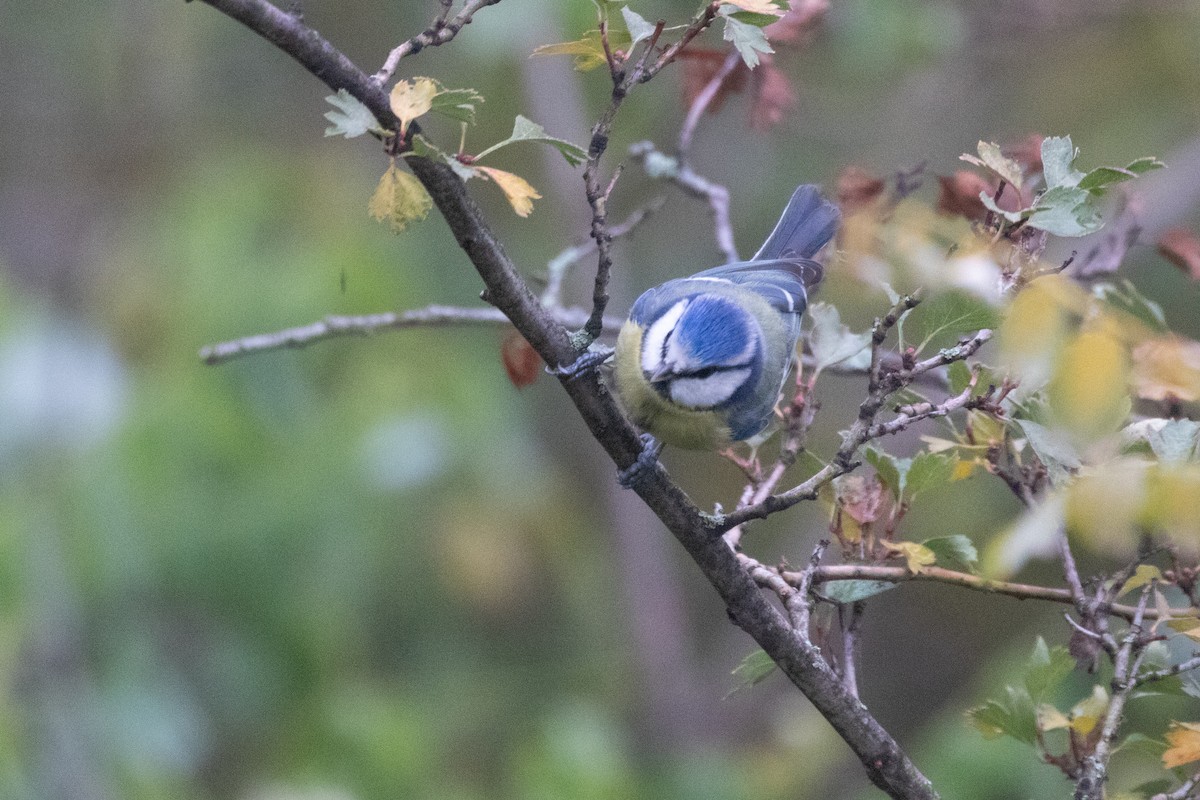 Eurasian Blue Tit - ML645139235