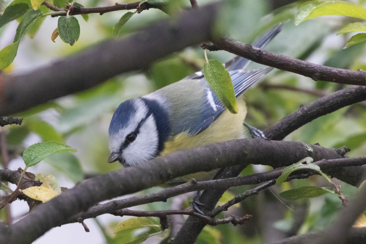 Eurasian Blue Tit - ML645139236