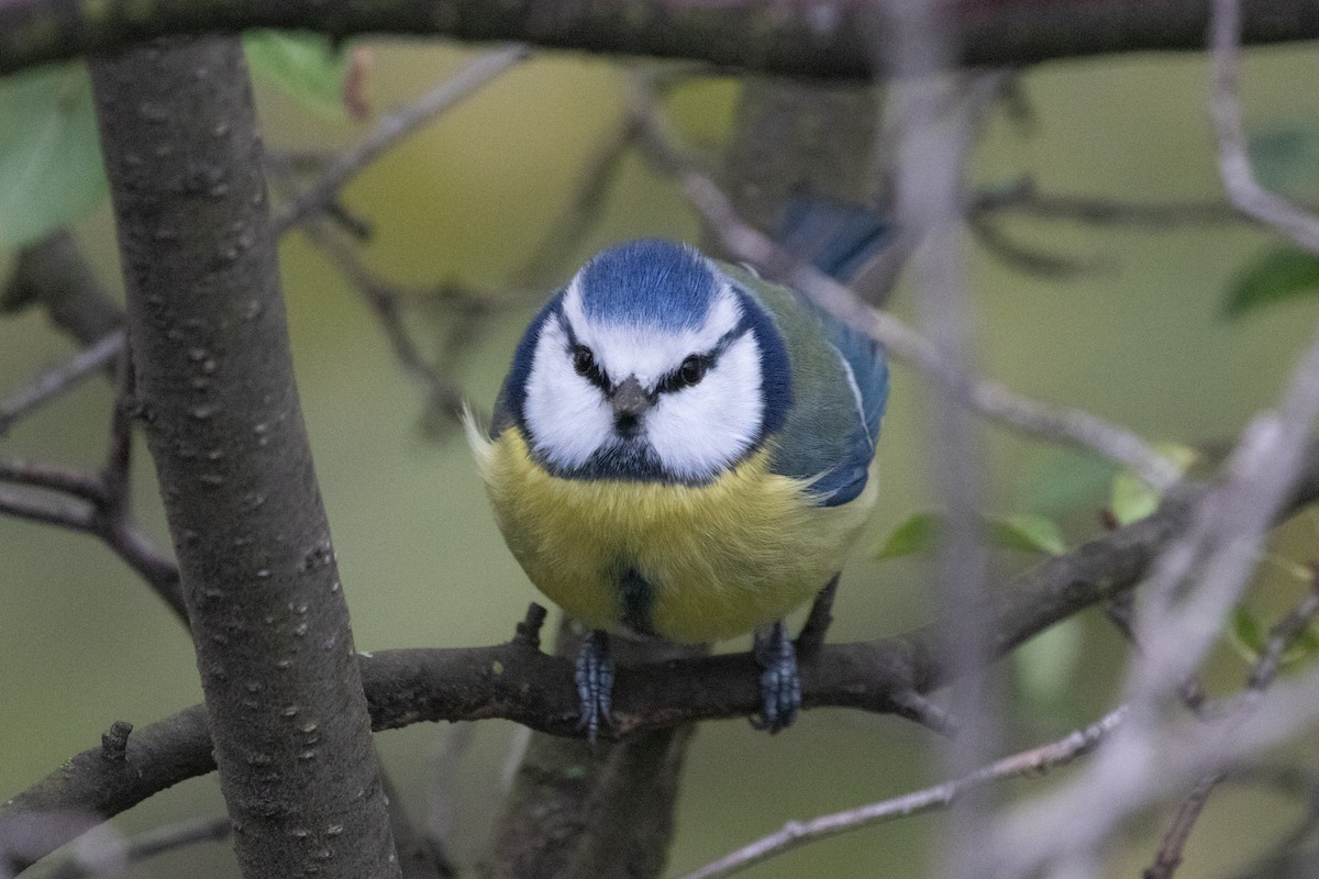 Eurasian Blue Tit - ML645139237