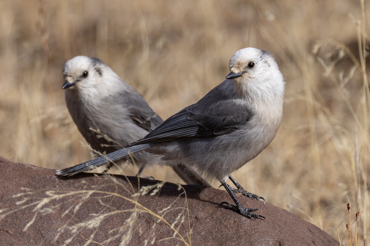 sojka šedá - ML645139239