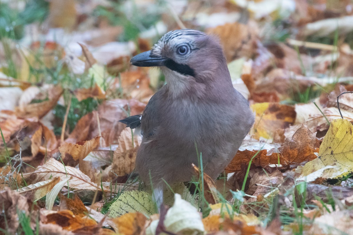 カケス - ML645139250