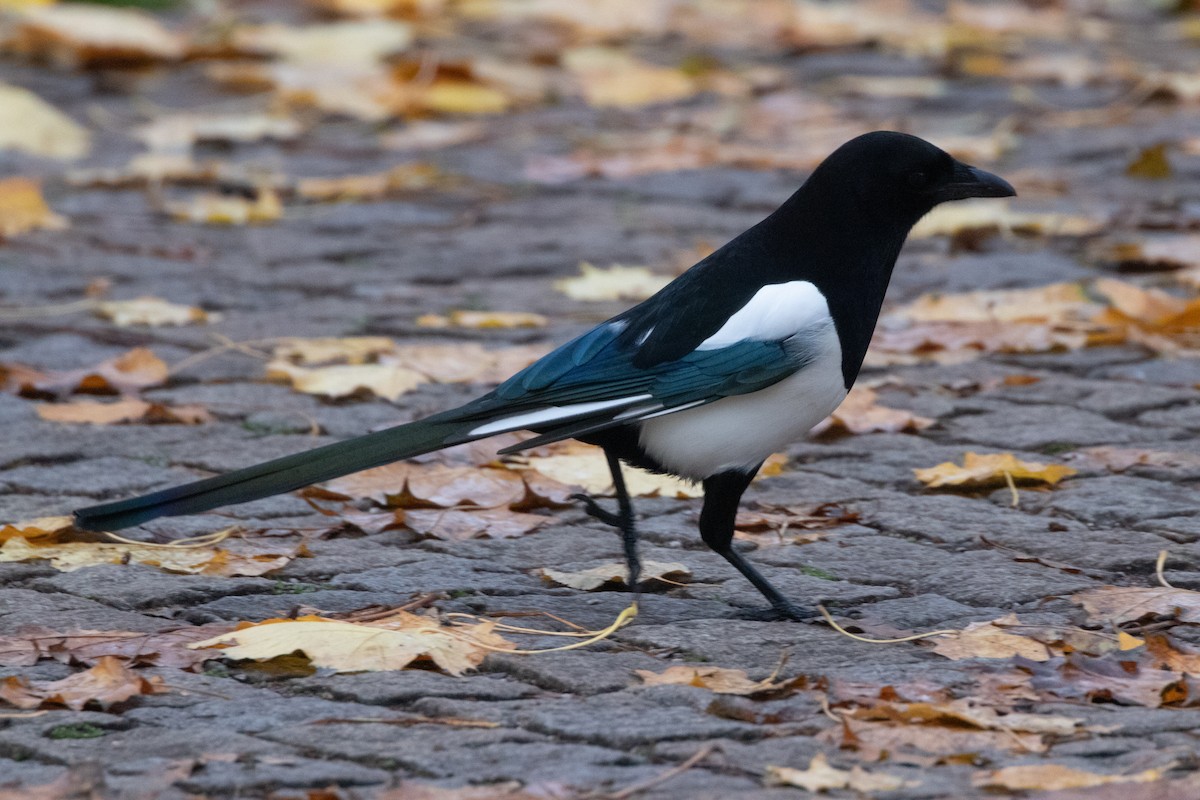 ユーラシアカササギ - ML645139284