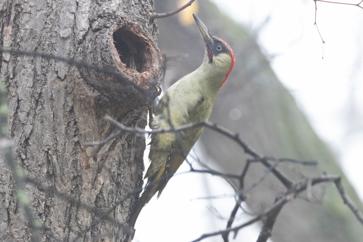 נקר ירוק - ML645139297