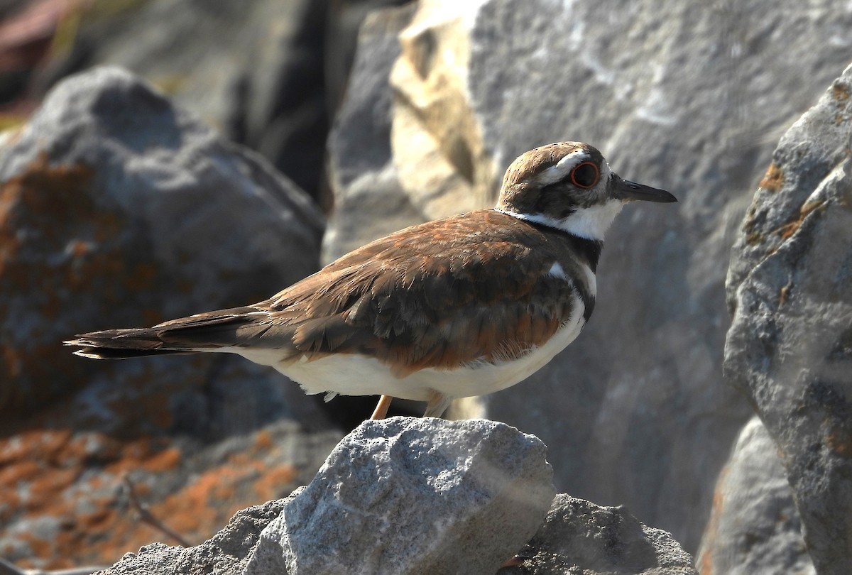 フタオビチドリ - ML645139314