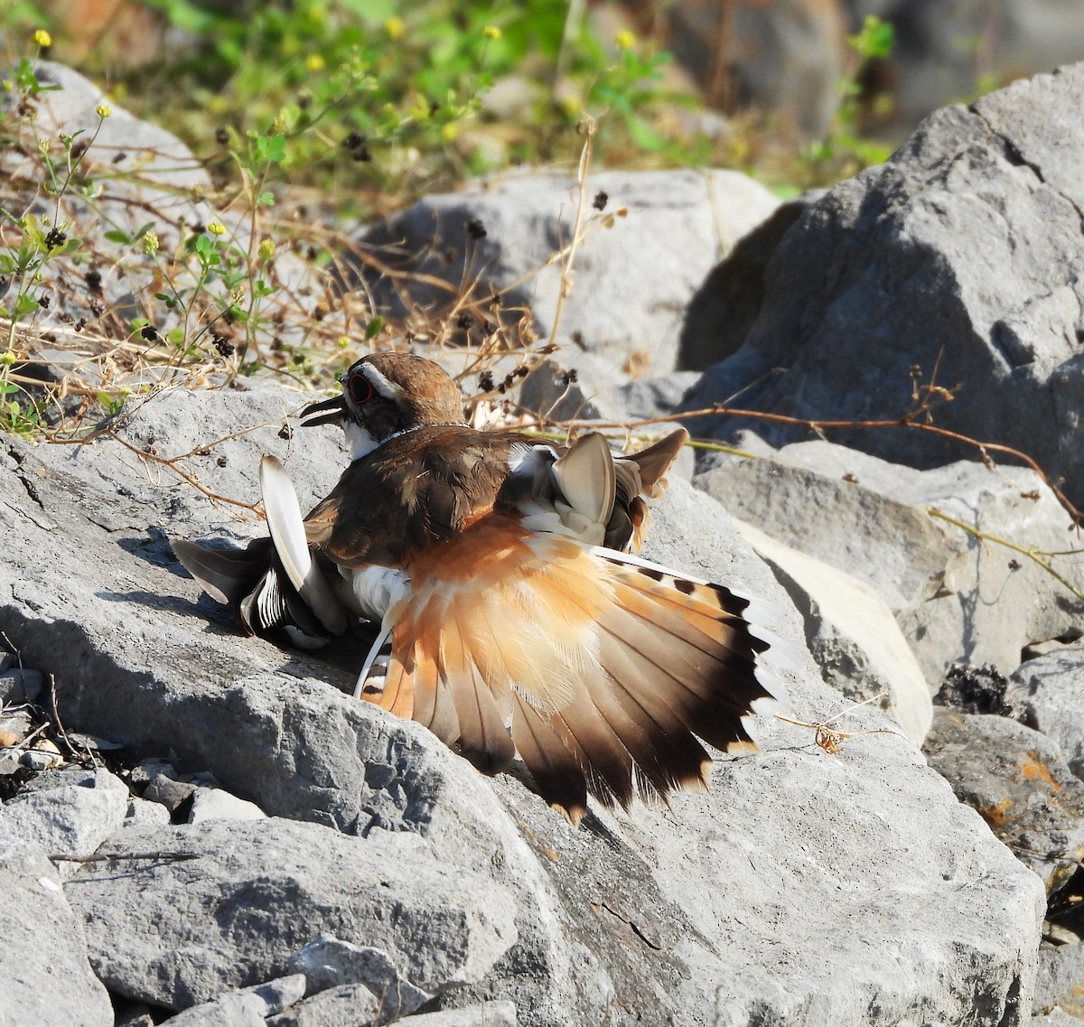 フタオビチドリ - ML645139315