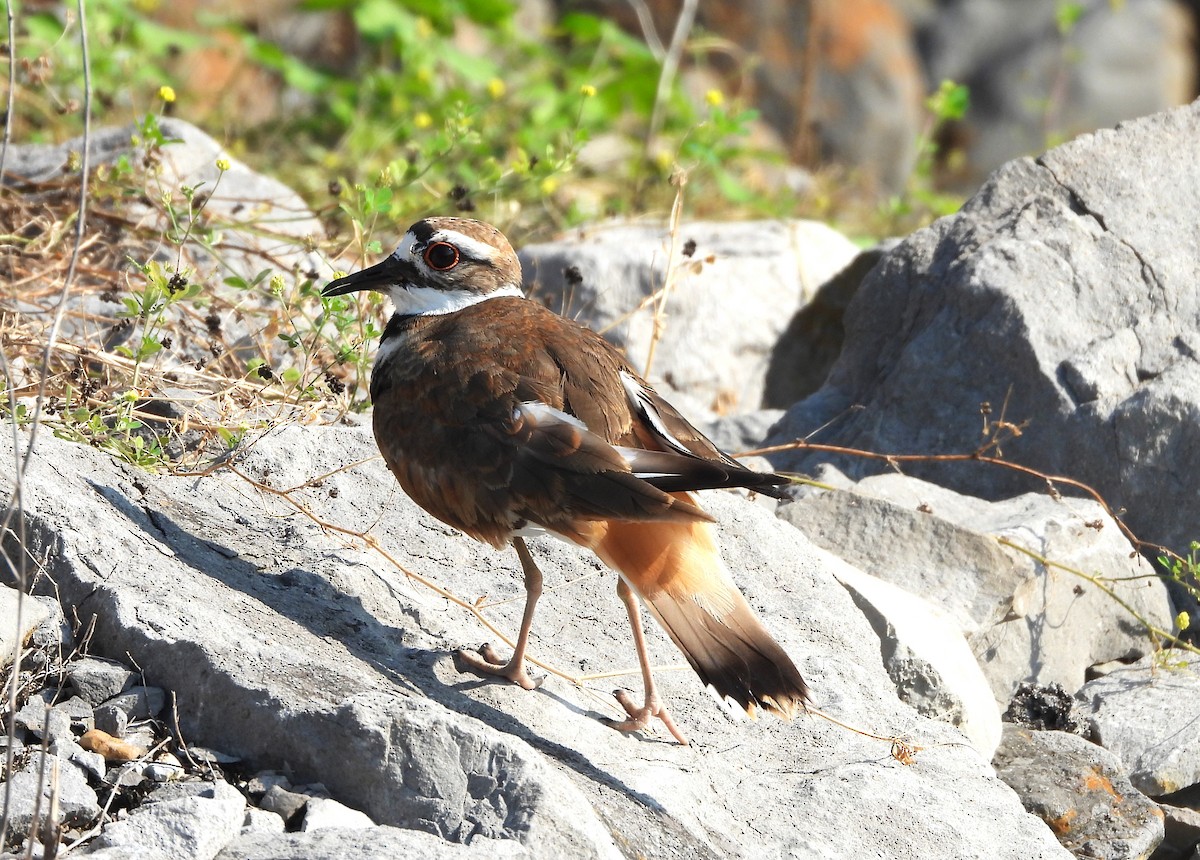 フタオビチドリ - ML645139316