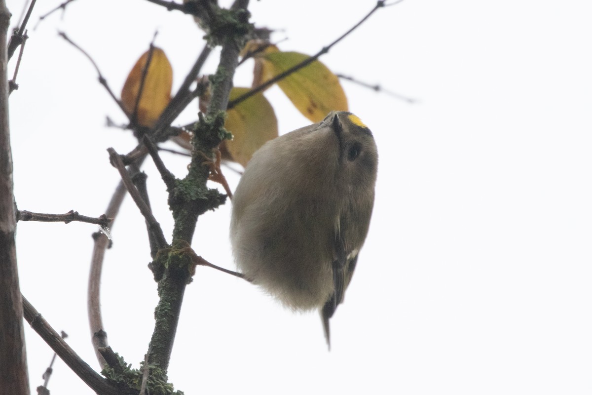 キクイタダキ - ML645139319