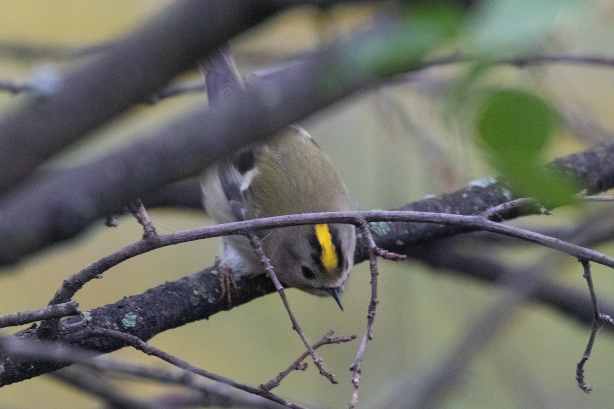 キクイタダキ - ML645139320