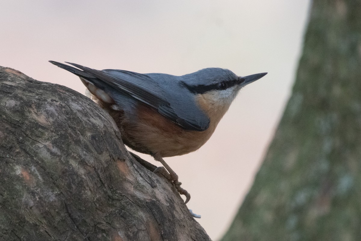 Повзик звичайний - ML645139326