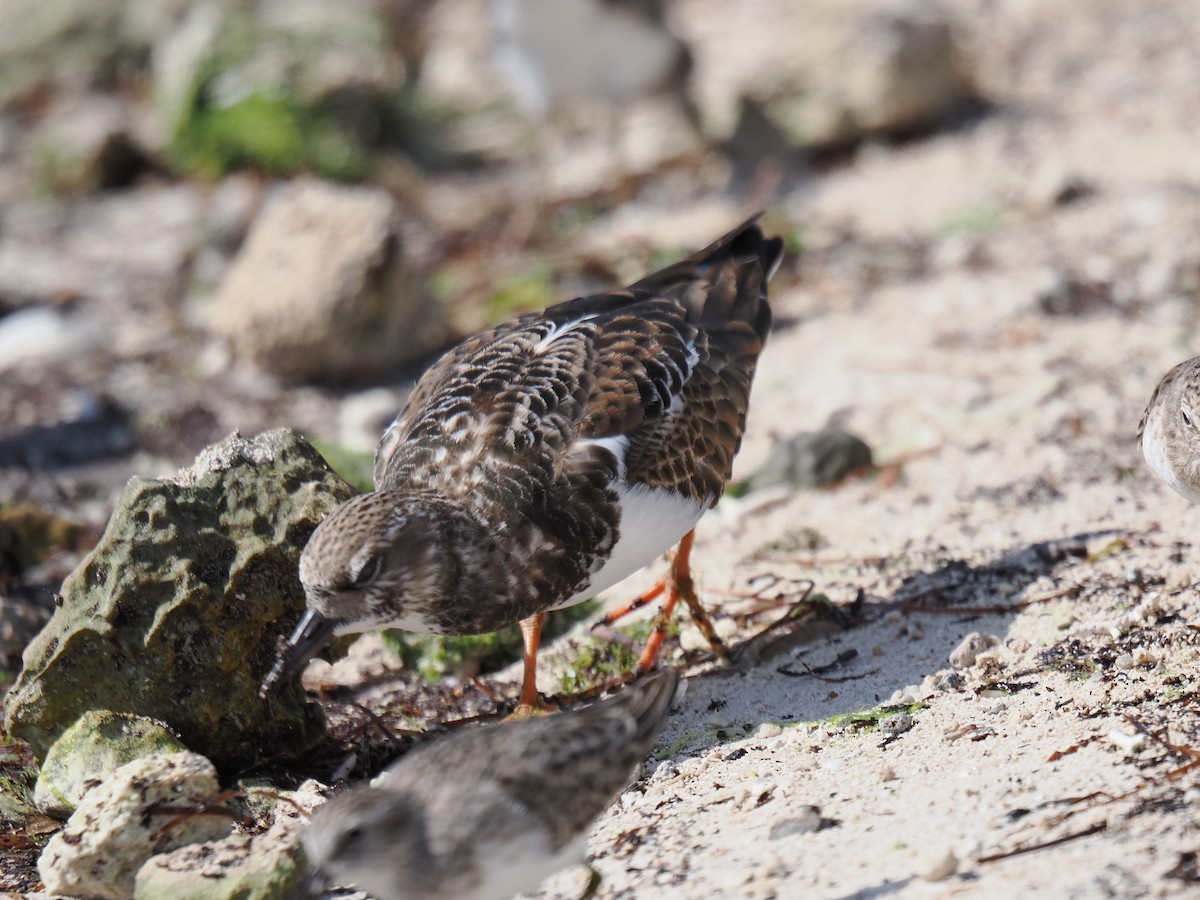 Ruddy Turnstone - ML645139327