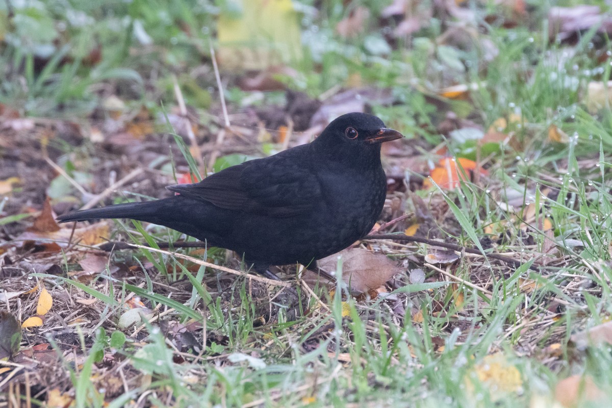 ニシクロウタドリ - ML645139330