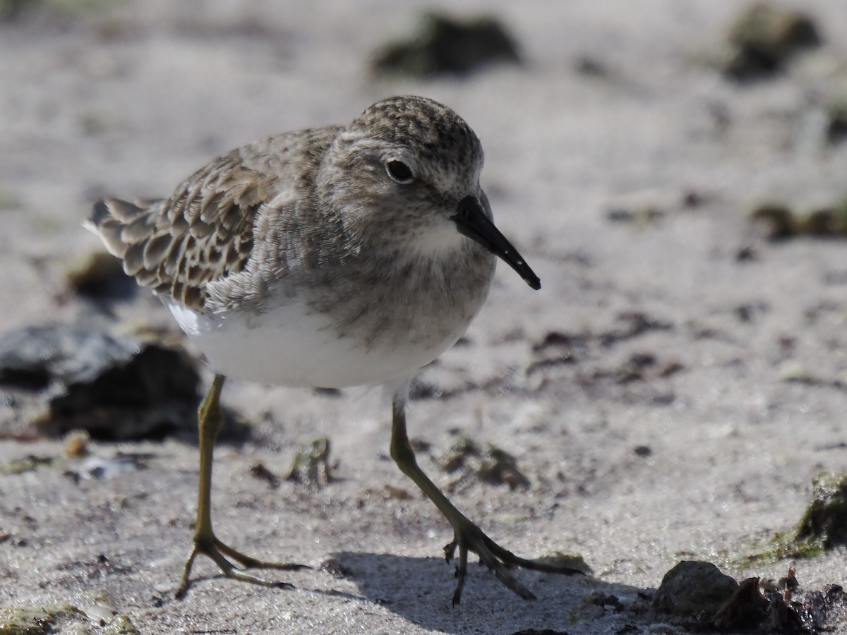 Least Sandpiper - ML645139331