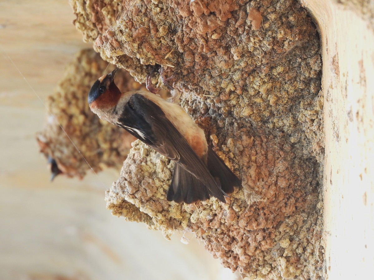 סנונית אמריקנית - ML645139338