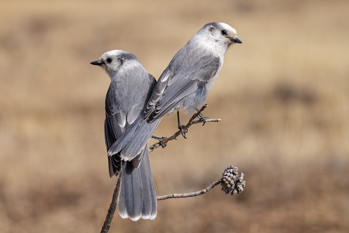 sojka šedá - ML645139343