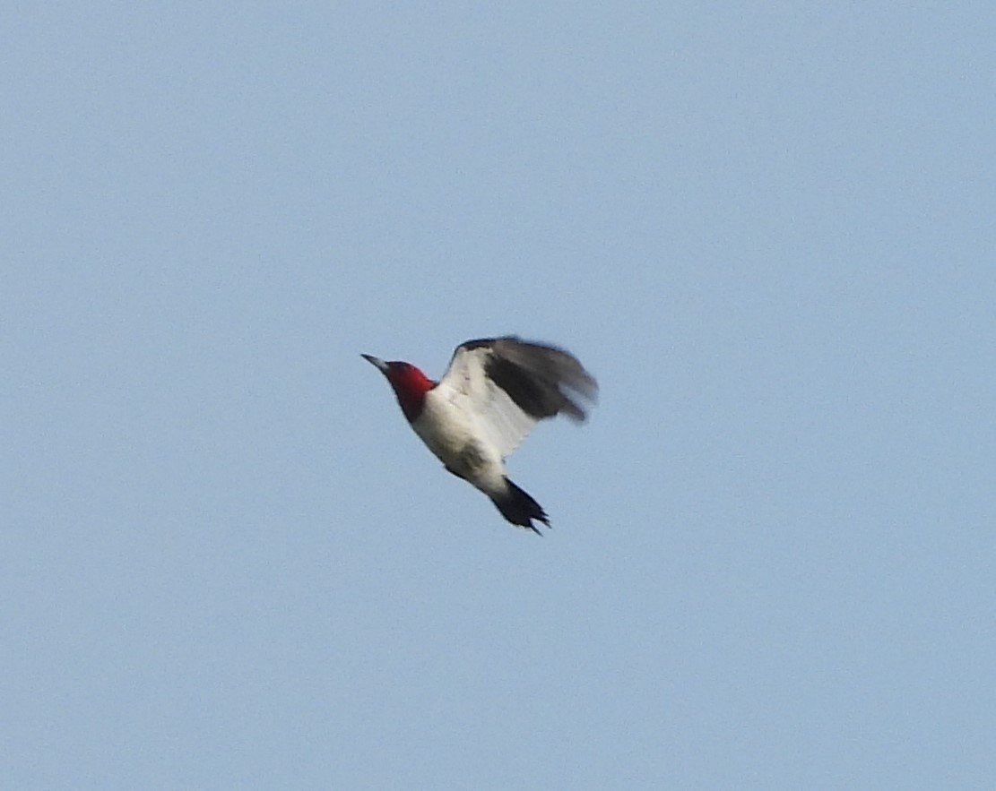 ズアカキツツキ - ML645139346