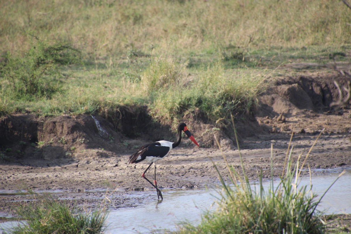 Saddle-billed Stork - ML645139352