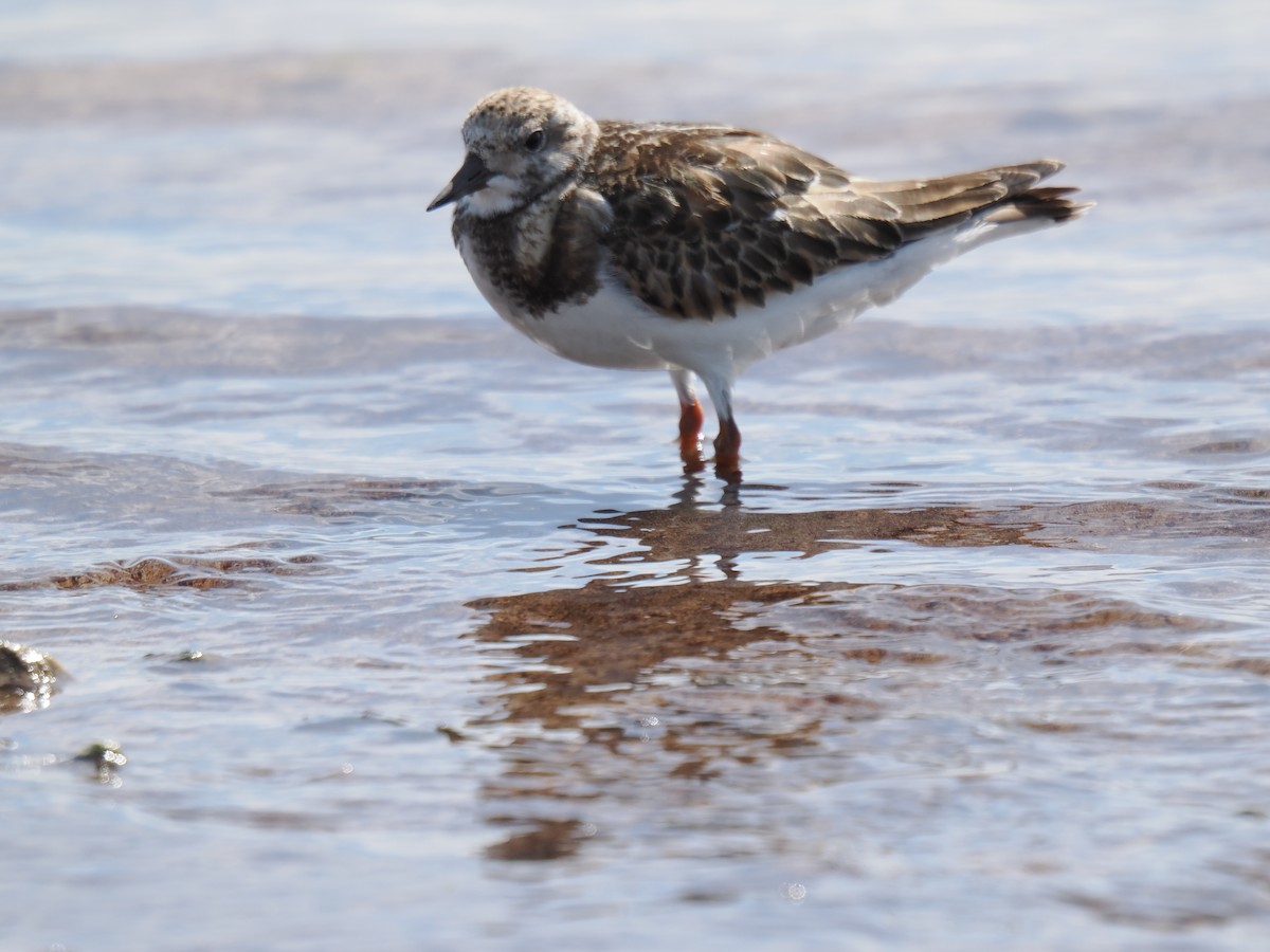 Ruddy Turnstone - ML645139353
