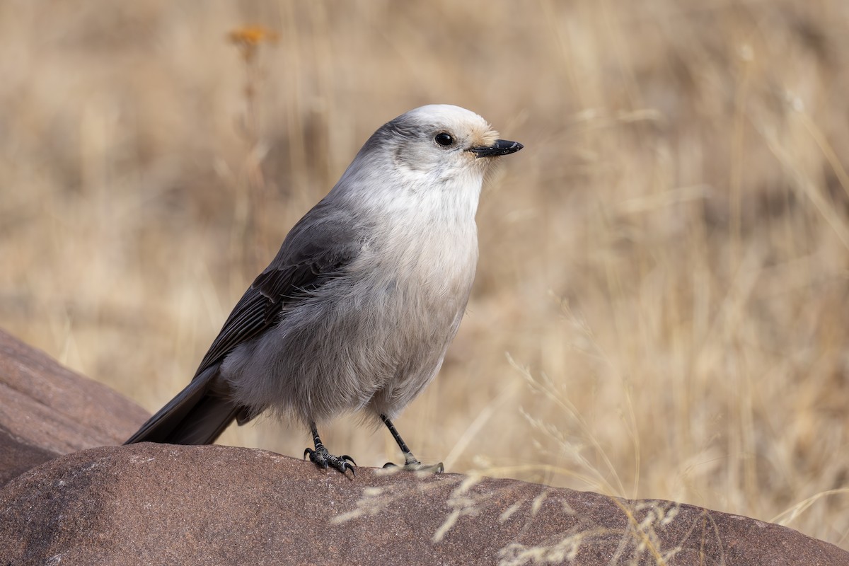 sojka šedá - ML645139354