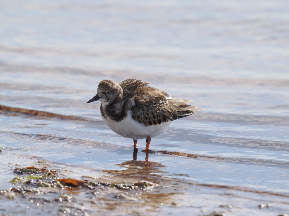 Ruddy Turnstone - ML645139361