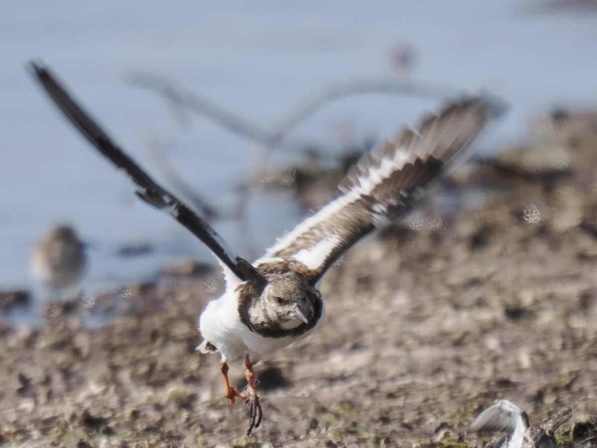 Ruddy Turnstone - ML645139368