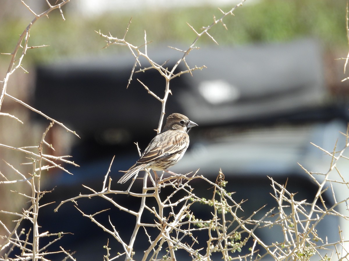 カタジロクロシトド - ML645139393