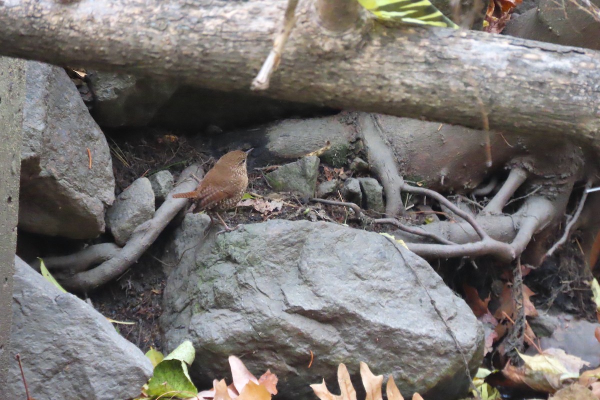 střízlík kanadský - ML645139396