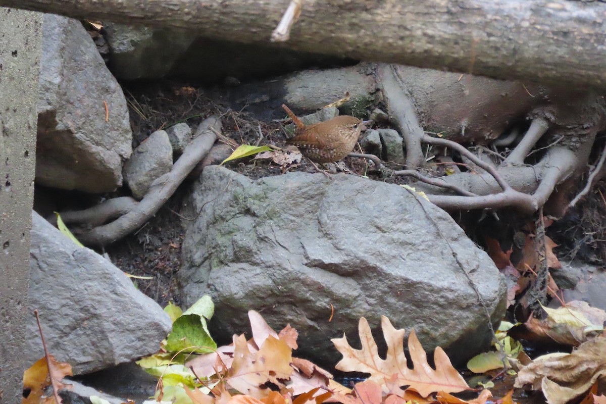 střízlík kanadský - ML645139397